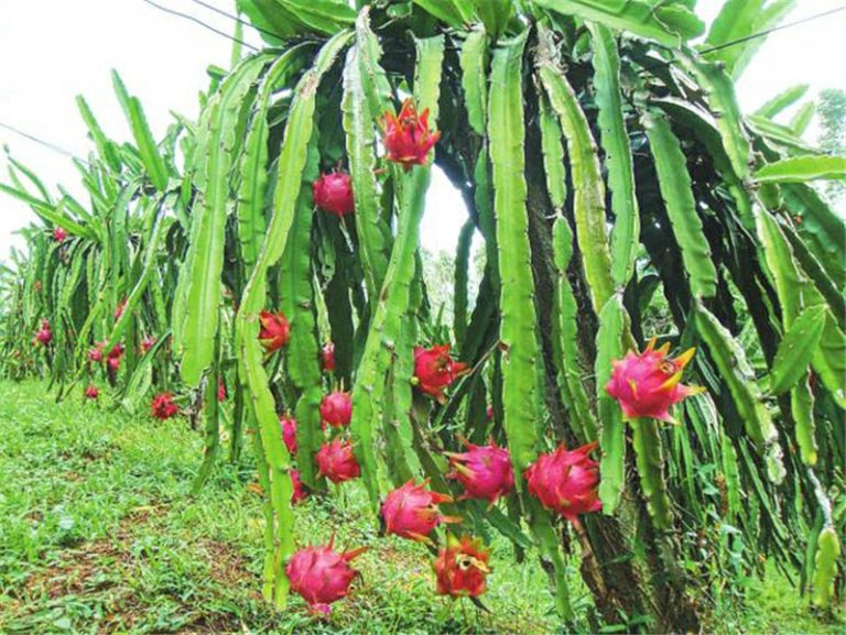 30 Proven Health Benefits of Dragon Fruit | Health Tips