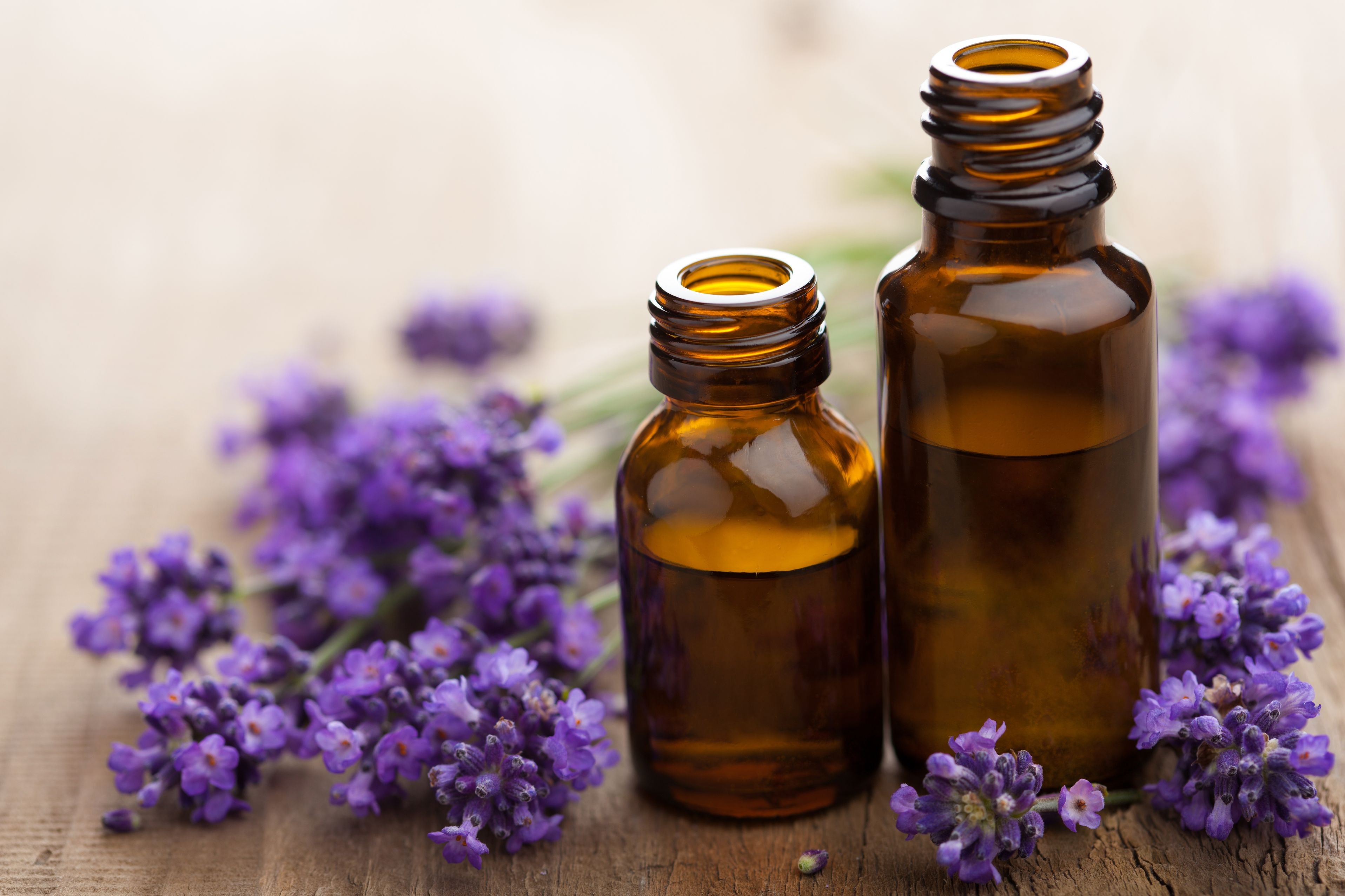 Essential Oils Lavender True Living Room