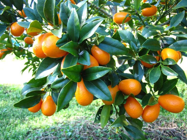 10 Proven Health Benefits of Kumquats | Health Tips