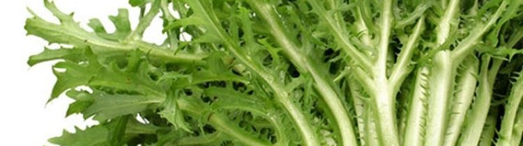 benefits of escarole