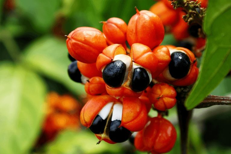 24 Proven Health Benefits Of Guarana | Health Tips