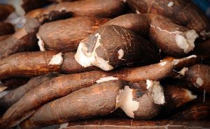yuca singkong cassava ubi kayu propiedades beneficios zaman mandioca sianida detik racun faktualnews keracunan mengapa erek proven awsimages masakan awas