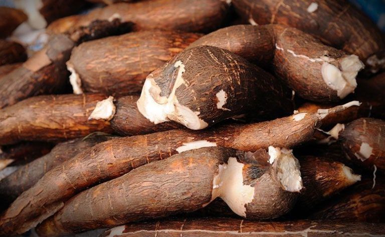 22-proven-health-benefits-of-cassava-health-tips